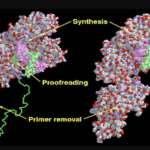 Introduction to DNA Polymerases