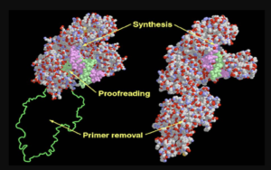 Read more about the article Introduction to DNA Polymerases